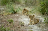 /album/aparjeb/penjari-lion-2-jpg/